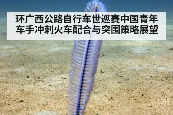 环广西公路自行车世巡赛中国青年车手冲刺火车配合与突围策略展望